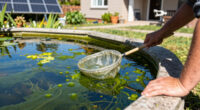 Not All Algae Is Harmless — Here’s When It Becomes a Real Health Threat